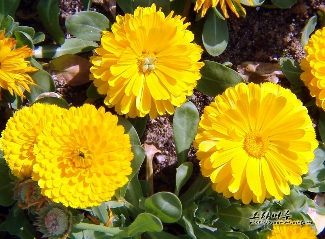 태양의 허브 금잔화와 황금빛 꽃 메리골드 유래와 그 효능의 차이 : 네이버 블로그
