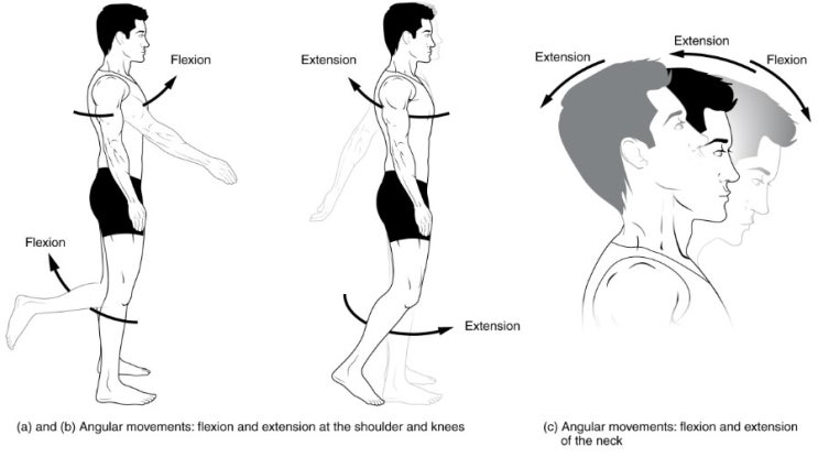 해부학적 움직임 (Anatomical movements) Biology Diagrams