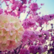 "수국"미니부케(hydrangea)_클레이플라워(clay flower)
