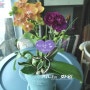 어버이날 카네이션 나비 닮은 예쁜 난꽃식물과 함께!
