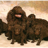 17. 개 종류 - 아메리칸 워터 스파니엘 (American Water Spaniel)