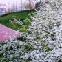 <조팝나무> 하얀 쌀밥같은 조팝나무꽃 이야기