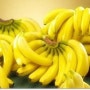 [바나나 멸종위기] 바나나 전염병 TR4 전세계 확산