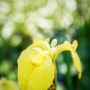 5월에 피는 꽃, 수경재배식물, 붓꽃 <노랑꽃창포>