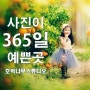 부산아기스튜디오 호박나무 선물팡팡 게시글 이벤트~!!!