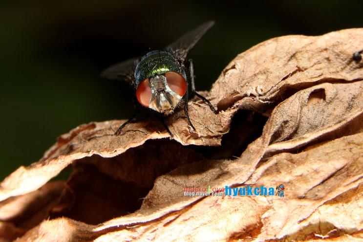 금파리 접사 [캐논5D mark2 초접사 macro 접사라이더혁군 오두막 곤충 bug 용마공원 마크로렌즈 똥파리] : 네이버 블로그