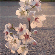 "벚꽃"(cherry blossom)_클레이플라워(clay flower)