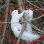 [동물의 세계]희귀 알비노 다람쥐 형제 2마리