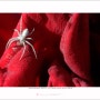 [작은세상이 경이롭다 / 접사사진] 장미와 곤충들 "레드의 유혹"