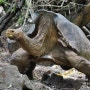 <에콰도르> Galapagos - Santa cruze, 진화론의 동물들을 만날 수 있는 찰스다윈센터~