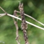 여덟혹먼지거미Cyciosa octotuberculata