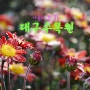 [대구출사지 / 대구수목원] 가을 국화꽃 축제 대구수목원