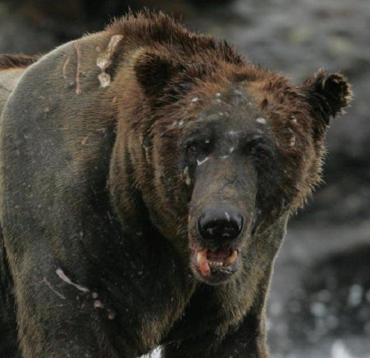 에조 불곰이 우수리 불곰이다 ;Ezo brown bear, Ussuri brown bear, 아틀라스 불곰, 아프리카 불곰 ...