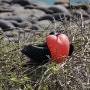 <에콰도르> Galapagos - 갈라파고스 새들의 천국, 세이모어 섬(Isla Sey mour)