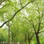 [London Day5]버킹엄궁 앞 잔디공원,그린파크
