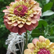 "백일홍"(zinnia)_클레이플라워(clay flower)