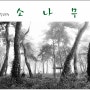 [충정출사지]소나무의 멎진 선과 동양적 미학을 보여주는 소나무 , 임한리 탄부솔밭공원