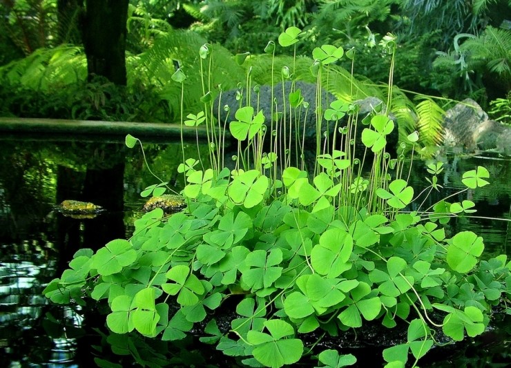 네가래(European Water Clover) : 네이버 블로그
