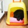 강아지 플라스틱 집 레몬 하우스, 냄새 안나는 개집, 위생적인 애견하우스입니다:)