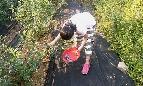 '배누리농장'으로 '블루베리따기 체험'을 떠나요~