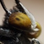 [네발나비과] 밤오색나비 겹눈