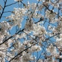 <인천>인천 자유공원 벚꽃축제(2014년 4월 6일) - 대박 뒷북 주의ㅡㅡ