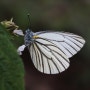 [흰나비과] 줄흰나비