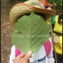 숲학교 - 숲체험 프로그램 (남한산 우리들의 숲학교 - 5월 프로그램)