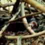 [아프리카여행] 우간다 - 침팬지 트렉킹 (2014.01.30)