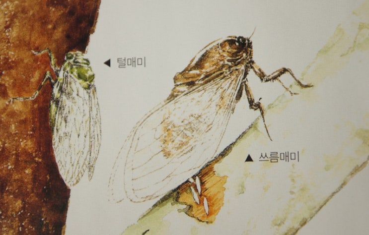 여름 곤충만들기, 여름곤충의 종류, 매미의 특징, 매미 종이접기 등 : 네이버 블로그