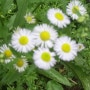 개망초- 개망초꽃말, 개망초효능, 개망초꽃차 만드는방법, 개망초꽃