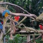 싱가포르 자유여행/혼자여행 3일차 : 동물대탐험(주롱새공원 편)