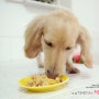 [행복한밥상] 강아지 볶음밥 / 강아지 화식,애견수제밥
