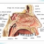 비염 수술 후기와 앨러지성 비염 관리법