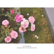 [B's Photo] 여름의 꽃, 장미 - 분홍장미