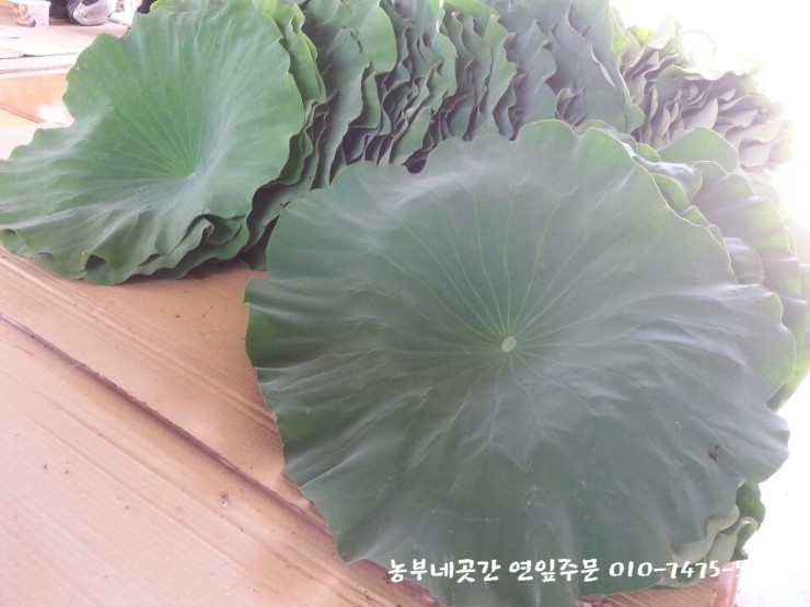 연잎농장 :) 연잎수확 생연잎파는곳, 냉동연잎파는곳 주문받아용~!!! : 네이버 블로그