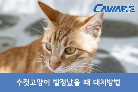 수컷고양이 발정났을 때 대처방법  : 네이버 블로그