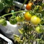 [우리집 초록이] 요즘 한창 익어가는 토마토
