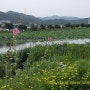 대구근교여행/구미 지산샛강 생태습지 공원] 아름다운 연꽃이 있는 곳