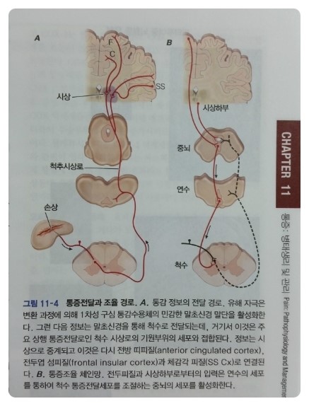 [해리슨내과학] 통증의 상행통로와 조율회로 / 만성통증 : 네이버 블로그