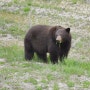 BC주의 야생탐험, 호프Hope에서 만난 블랙곰 (by 현지리포터 데봉)