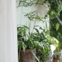 내사랑 프테리스(알록큰봉의꼬리)키우기& 단비네 양치식물들 특징