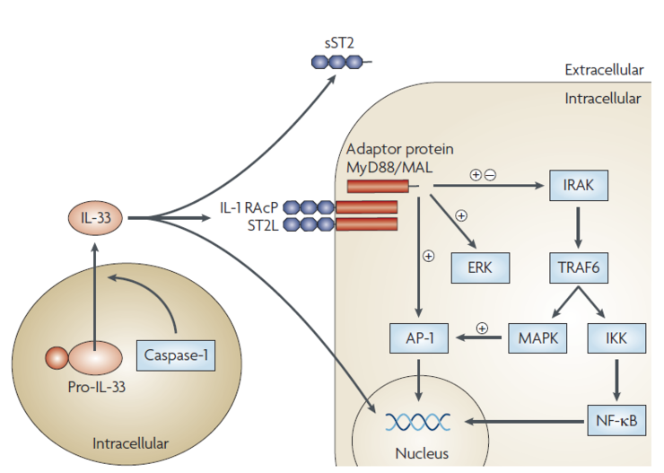 ST2/IL-33 signalling : 네이버 블로그