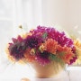 [Flower] Late-Summer Dahlias