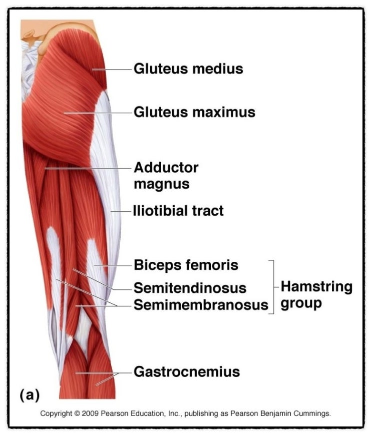 햄스트링 hamstring : 네이버 블로그