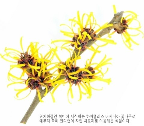 위치하젤은 안전한 성분인가? : 네이버 블로그