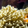 ‘니모를 찾아라(Finding Nemo)’ 에서 니모는 어떤 물고기 일까?