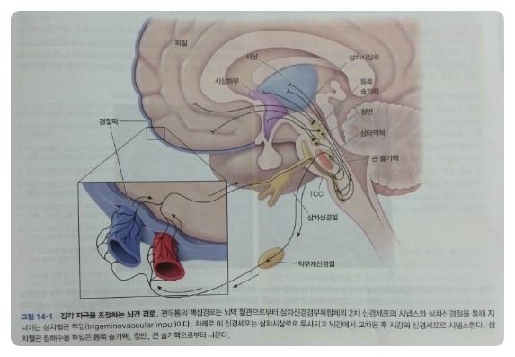 [해리슨내과학] 일차두통 증후군 - 편두통 : 네이버 블로그