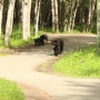 20140712(2) 곰에 쫒기다! 알래스카, 앵커리지, 야생곰, 야생 무스, 자전거 하이킹(e.민재)