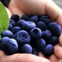 만능이라 불리우는 열매 블루베리 효능은!?